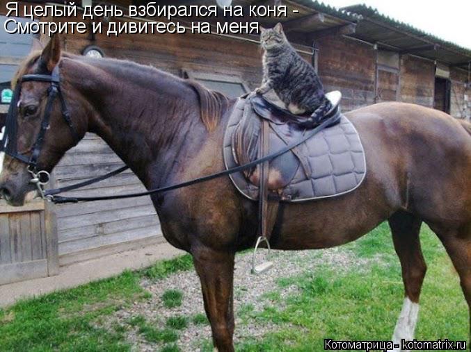 Котоматрица: Я целый день взбирался на коня - Смотрите и дивитесь на меня