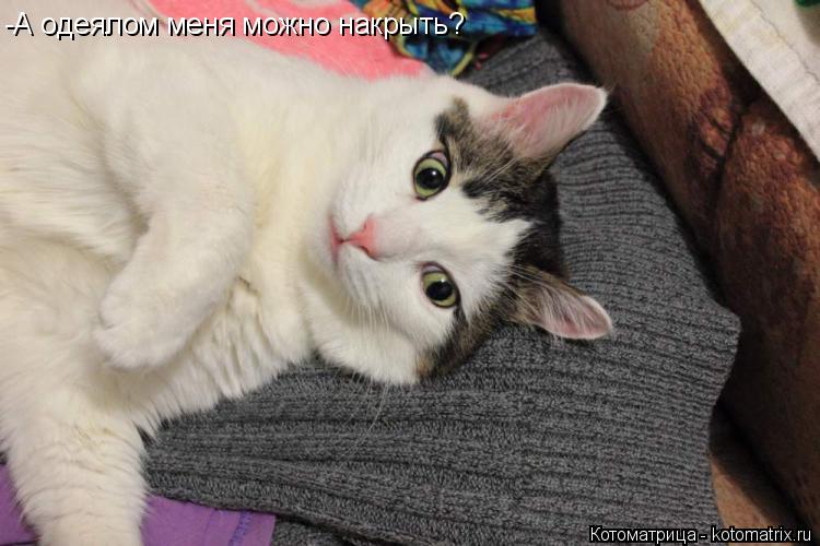 Котоматрица: -А одеялом меня можно накрыть?
