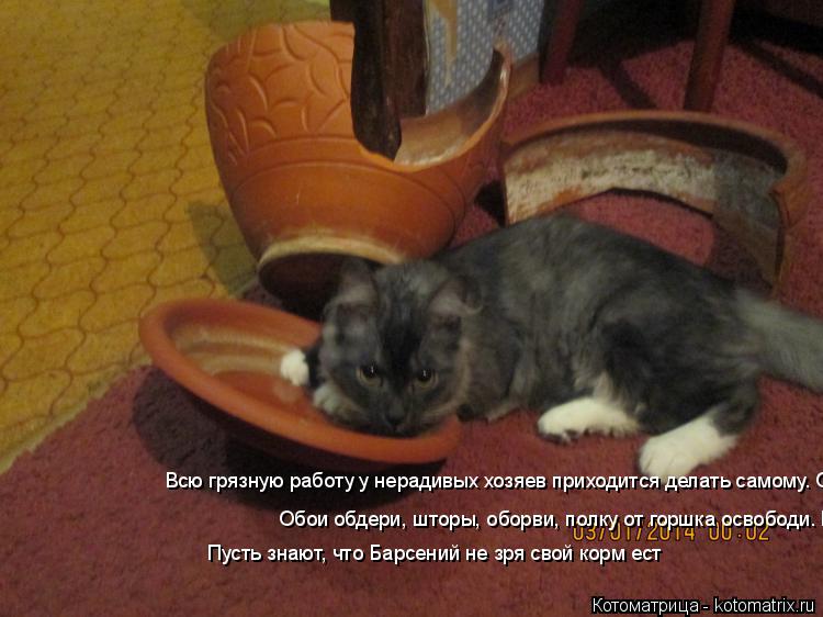 Котоматрица: Всю грязную работу у нерадивых хозяев приходится делать самому. Обои обдери, шторы, оборви, полку от горшка освободи. Пусть знают, что Барсе