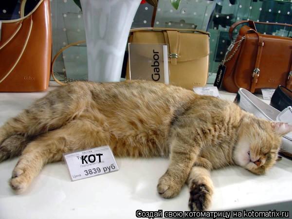 кот... Котоматрица: кот