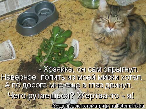 - Хозяйка, он сам спрыгнул. Наверное, попить из моей миски хотел. А по дороге мне еще в глаз двинул. ... Котоматрица: - Хозяйка, он сам спрыгнул. Наверное, попить из моей миски хотел. А по дороге мне еще в глаз двинул. Чего ругаешься? Жертва-то - я!