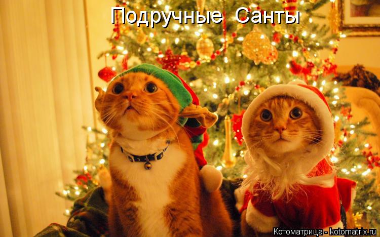 Подручные Санты... Котоматрица: Подручные Санты