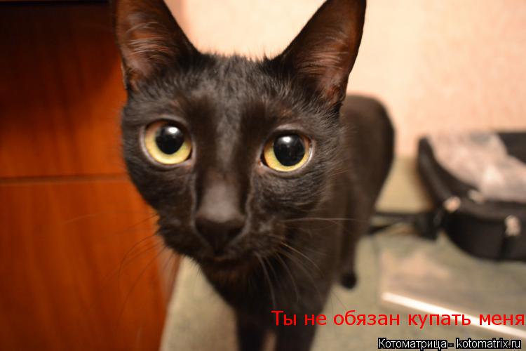 Ты не обязан купать меня... Котоматрица: Ты не обязан купать меня
