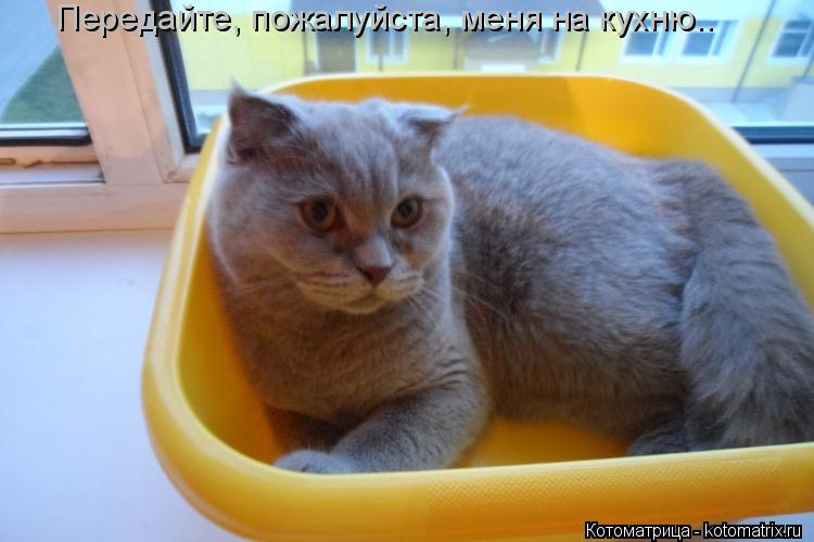 Котоматрица: Передайте, пожалуйста, меня на кухню..