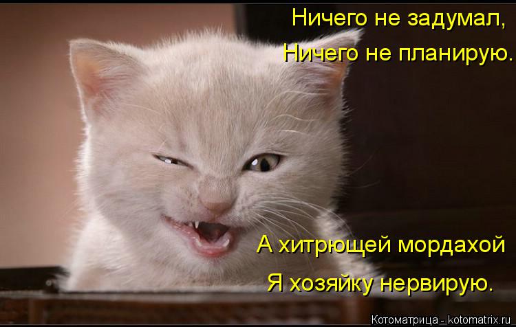 Котоматрица: Ничего не задумал, Ничего не планирую. А хитрющей мордахой Я хозяйку нервирую.