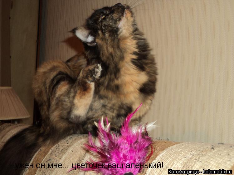 Котоматрица: Нужен он мне... цветочек ваш аленький!