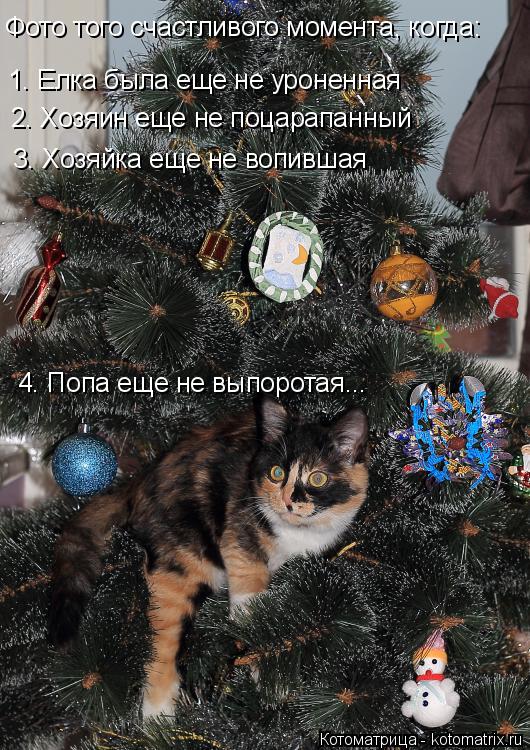 Фото того счастливого момента, когда: 1. Елка была еще не уроненная 2. Хозяин еще не поцарапанный 3. ... Котоматрица: Фото того счастливого момента, когда: 1. Елка была еще не уроненная 2. Хозяин еще не поцарапанный 3. Хозяйка еще не вопившая 4. Попа еще не выпор