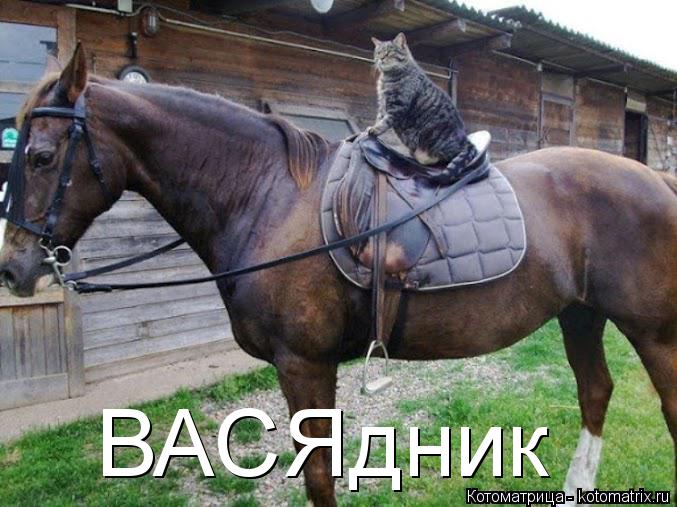 ВАСЯдник... Котоматрица: ВАСЯдник