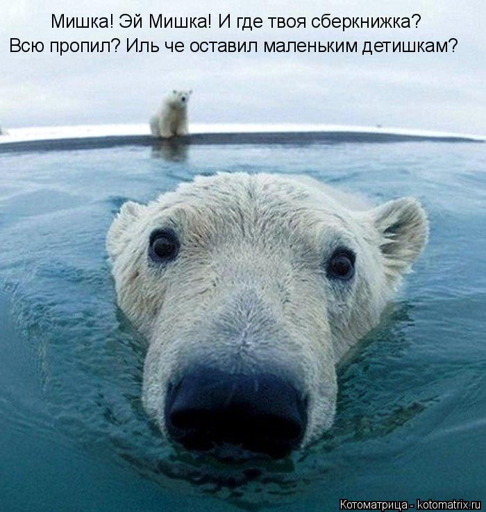 Котоматрица: Мишка! Эй Мишка! И где твоя сберкнижка? Всю пропил? Иль че оставил маленьким детишкам?