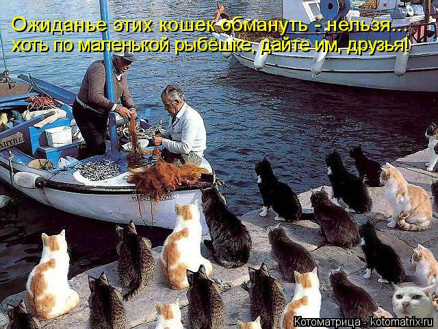 Ожиданье этих кошек обмануть - нельзя... хоть по маленькой рыбёшке, дайте им, друзья! хоть по маленьк... Котоматрица: Ожиданье этих кошек обмануть - нельзя... хоть по маленькой рыбёшке, дайте им, друзья! хоть по маленькой рыбёшке, дайте им, друзья!