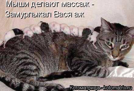 Котоматрица: Мыши делают массаж - Замурлыкал Вася аж