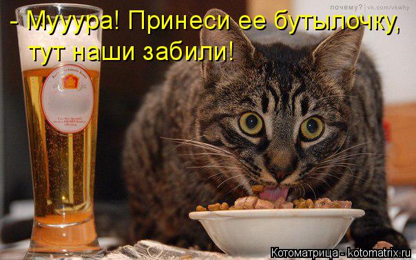 - Мууура! Принеси ее бутылочку, тут наши забили!... Котоматрица: - Мууура! Принеси ее бутылочку, тут наши забили!