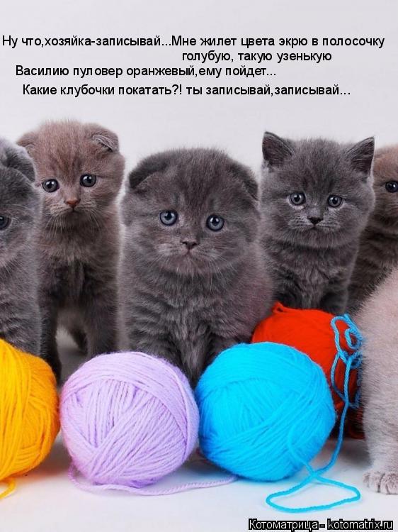 Котоматрица: Ну что,хозяйка-записывай...Мне жилет цвета экрю в полосочку  голубую, такую узенькую   Василию пуловер оранжевый,ему пойдет...   Какие клубочк