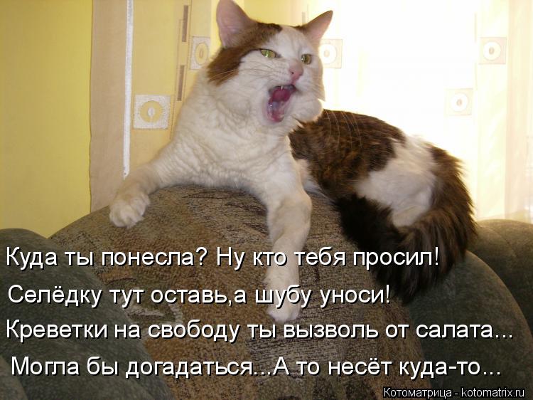 Котоматрица: Куда ты понесла? Ну кто тебя просил! Селёдку тут оставь,а шубу уноси! Креветки на свободу ты вызволь от салата... Могла бы догадаться...А то нес
