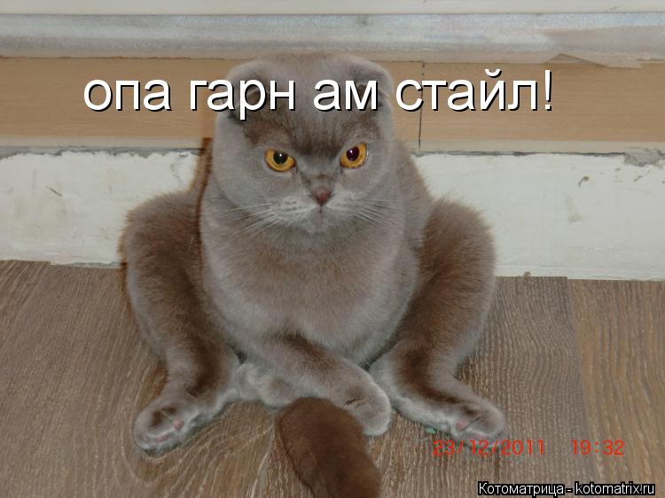 Котоматрица: опа гарн ам стайл!