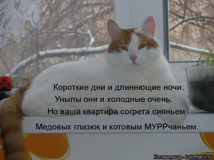 Котоматрица: Короткие дни и длиннющие ночи. Унылы они и холодные очень. Но ваша квартира согрета сияньем Медовых глазюк и котовым МУРРчаньем.
