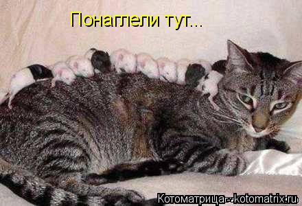 Понаглели тут...... Котоматрица: Понаглели тут...