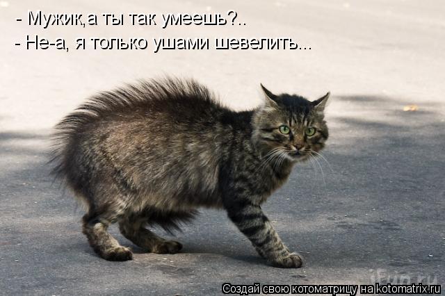 Котоматрица: - Мужик,а ты так умеешь?.. - Не-а, я только ушами шевелить...
