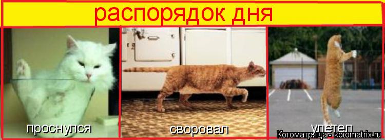 распорядок дня проснулся своровал улетел... Котоматрица: распорядок дня проснулся своровал улетел