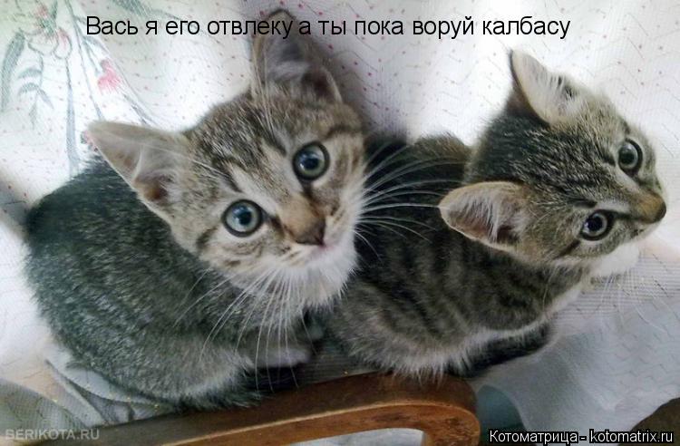 Вась я его отвлеку а ты пока воруй калбасу... Котоматрица: Вась я его отвлеку а ты пока воруй калбасу