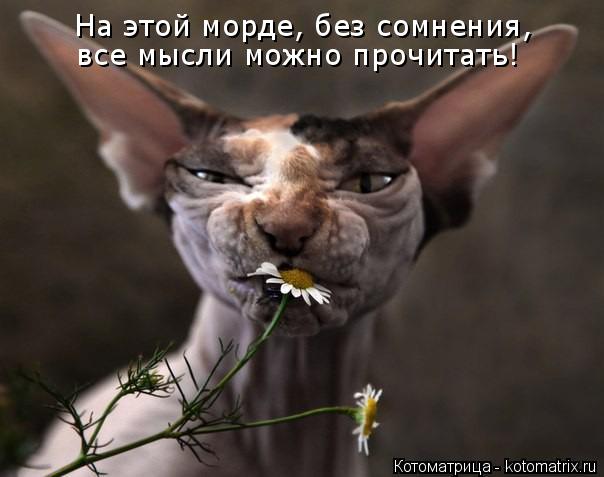 На этой морде, без сомнения, все мысли можно прочитать!... Котоматрица: На этой морде, без сомнения, все мысли можно прочитать!