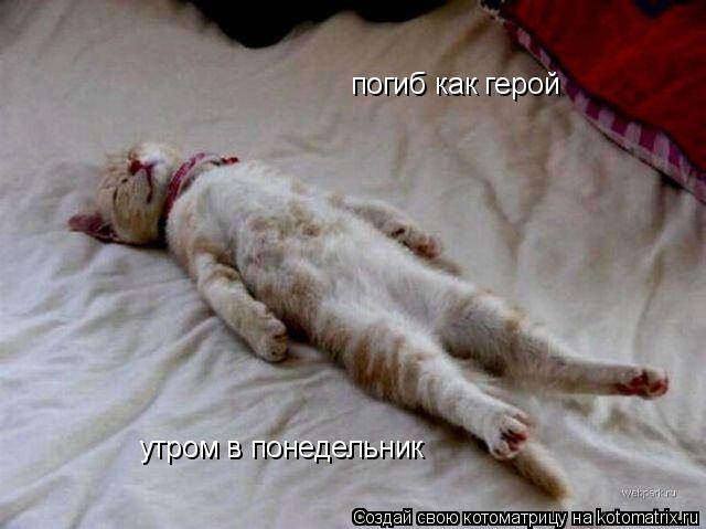 погиб как герой утром в понедельник... Котоматрица: погиб как герой утром в понедельник