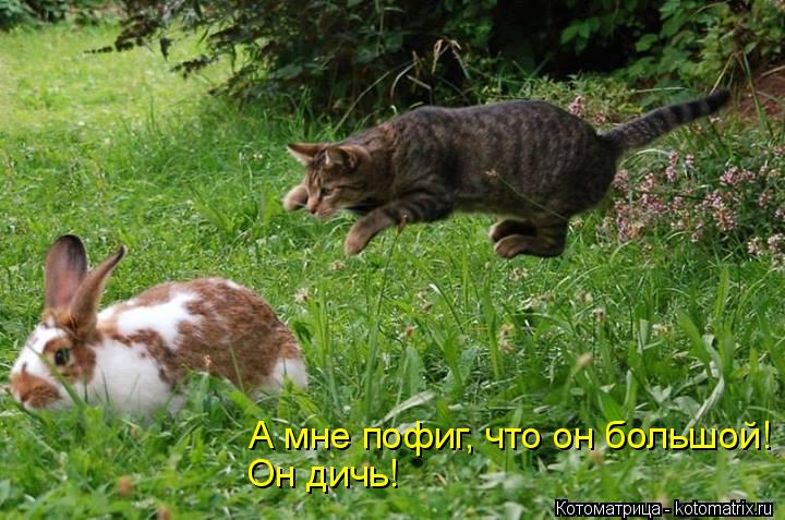 А мне пофиг, что он большой! Он дичь!... Котоматрица: А мне пофиг, что он большой! Он дичь!