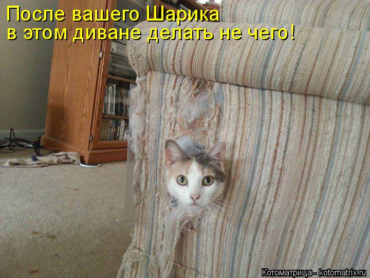 После вашего Шарика в этом диване делать не чего!... Котоматрица: После вашего Шарика в этом диване делать не чего!