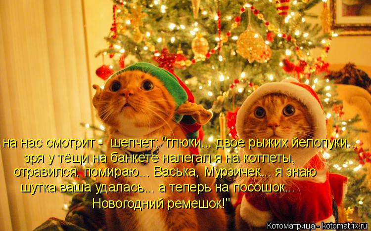на нас смотрит - шепчет: "глюки... двое рыжих йелопуки... зря у тёщи на банкете налегал я на котлеты... Котоматрица: на нас смотрит - шепчет: "глюки... двое рыжих йелопуки... зря у тёщи на банкете налегал я на котлеты, отравился, помираю... Васька, Мурзичек... я з