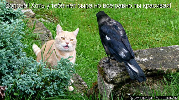 Котоматрица: Ворона! Хоть у тебя нет сыра,но все равно,ты красивая!