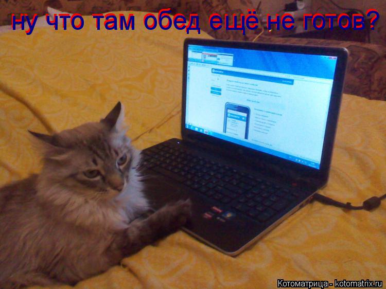 ну что там обед ещё не готов? ну что там обед ещё не готов?... Котоматрица: ну что там обед ещё не готов? ну что там обед ещё не готов?