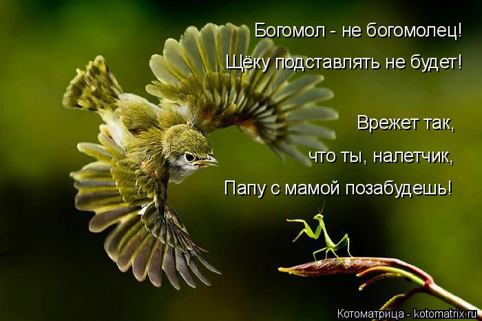 Богомол - не богомолец! Щёку подставлять не будет! Врежет так, что ты, налетчик, Папу с мамой позаб... Котоматрица: Богомол - не богомолец! Щёку подставлять не будет! Врежет так, что ты, налетчик, Папу с мамой позабудешь!