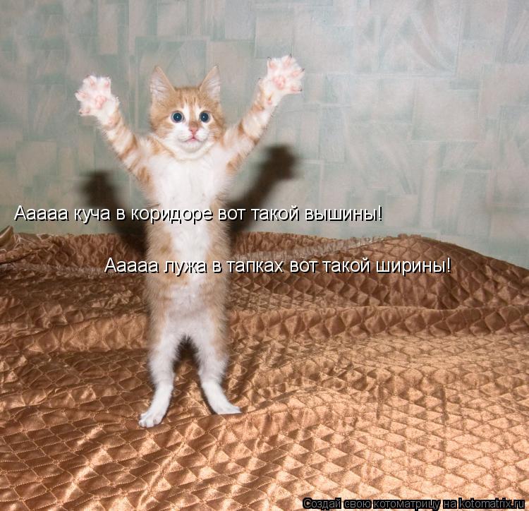 Котоматрица: Ааааа куча в коридоре вот такой вышины! Ааааа лужа в тапках вот такой ширины!