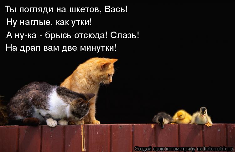 Ты погляди на шкетов, Вась! Ну наглые, как утки! А ну-ка - брысь отсюда! Слазь! На драп вам две минут... Котоматрица: Ты погляди на шкетов, Вась! Ну наглые, как утки! А ну-ка - брысь отсюда! Слазь! На драп вам две минутки!