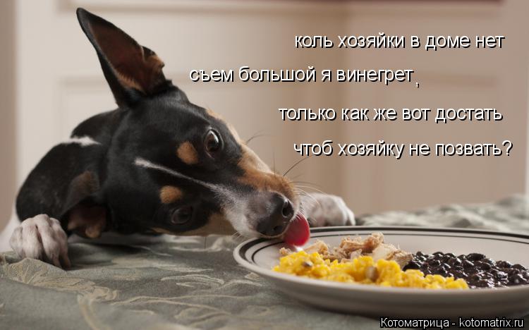 коль хозяйки в доме нет съем большой я винегрет только как же вот достать , чтоб хозяйку не позвать... Котоматрица: коль хозяйки в доме нет съем большой я винегрет только как же вот достать , чтоб хозяйку не позвать?