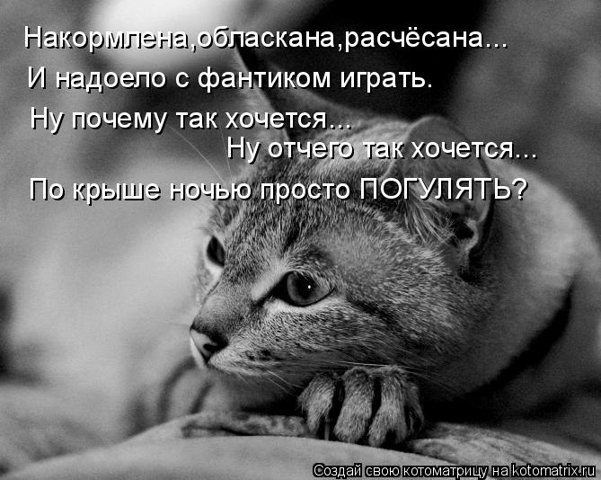 Котоматрица: Накормлена,обласкана,расчёсана... И надоело с фантиком играть. Ну отчего так хочется... Ну почему так хочется... По крыше ночью просто ПОГУЛЯТ