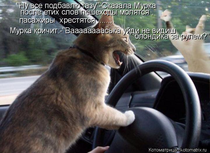 Котоматрица: "Ну все подбавлю газу"-Сказала Мурка после етих слов пешеходы молятся , пасажиры  хрестятся ........ Мурка кричит:-"Вааааааааська уйди не видиш  
