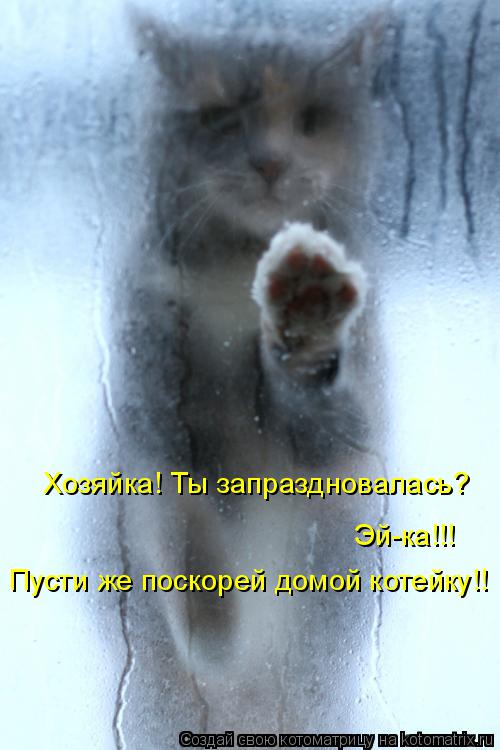 Хозяйка! Ты запраздновалась? Эй-ка!!! Пусти же поскорей домой котейку!!... Котоматрица: Хозяйка! Ты запраздновалась? Эй-ка!!! Пусти же поскорей домой котейку!!