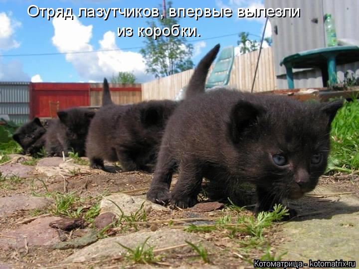 Отряд лазутчиков, впервые вылезли из коробки.... Котоматрица: Отряд лазутчиков, впервые вылезли из коробки.