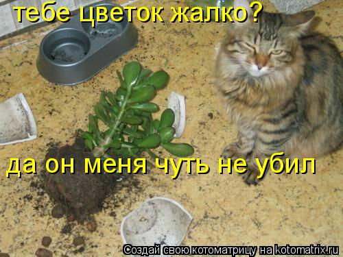 тебе цветок жалко? да он меня чуть не убил... Котоматрица: тебе цветок жалко? да он меня чуть не убил