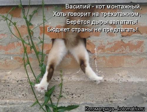 Котоматрица: Василий - кот монтажный, Василий - кот монтажный, Хоть говорит на трёхэтажном, Берётся дыры залатать! Бюджет страны не предлагать!