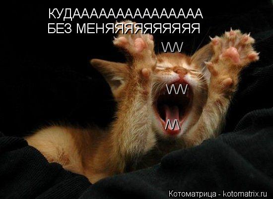 Котоматрица: КУДААААААААААААААА БЕЗ МЕНЯЯЯЯЯЯЯЯЯЯ \/\/\/ \/\/\/ /\/\