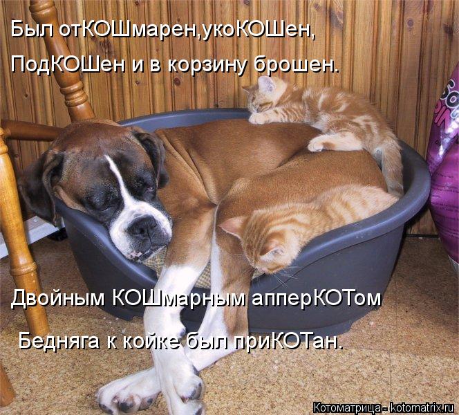 http://kotomatrix.ru/images/lolz/2014/01/04/kotomatritsa_AA.jpg