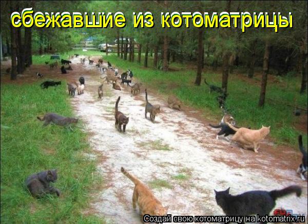 Котоматрица: сбежавшие из котоматрицы сбежавшие из котоматрицы сбежавшие из котоматрицы