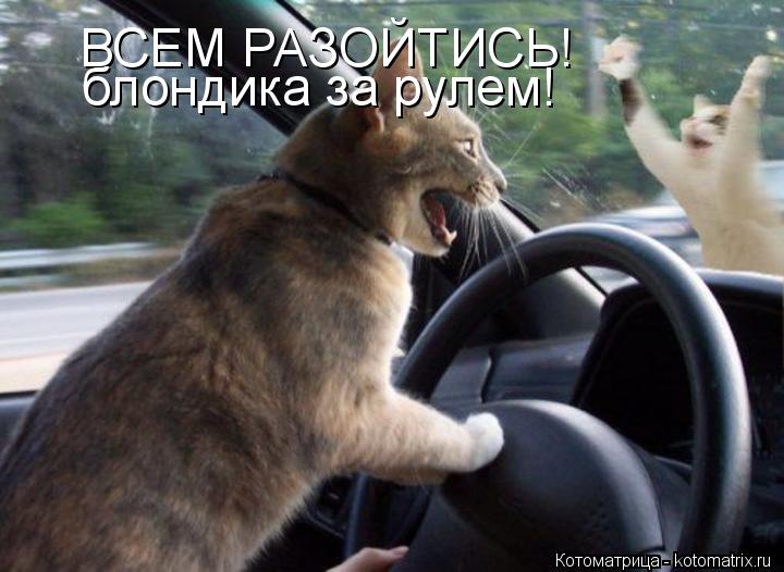 Котоматрица: ВСЕМ РАЗОЙТИСЬ! блондика за рулем!