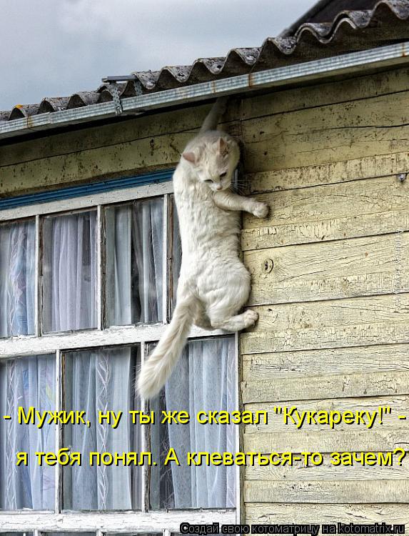 - Мужик, ну ты же сказал "Кукареку!" - я тебя понял. А клеваться-то зачем?... Котоматрица: - Мужик, ну ты же сказал "Кукареку!" - я тебя понял. А клеваться-то зачем?