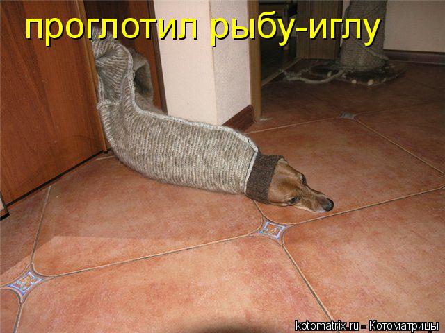Котоматрица: проглотил рыбу-иглу