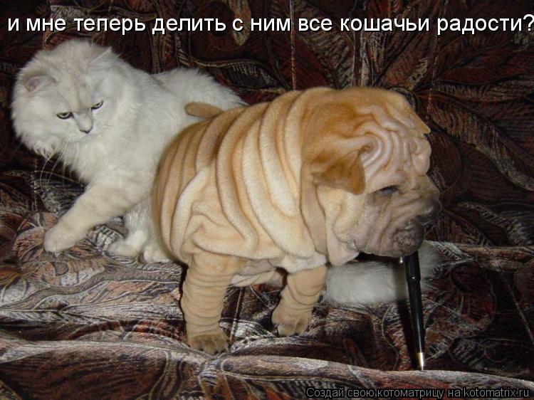 и мне теперь делить с ним все кошачьи радости?... Котоматрица: и мне теперь делить с ним все кошачьи радости?