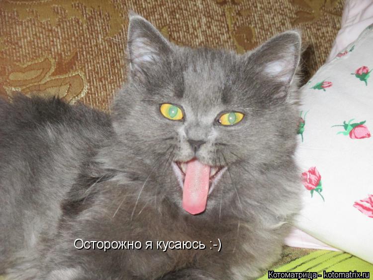 Осторожно я кусаюсь :-)... Котоматрица: Осторожно я кусаюсь :-)