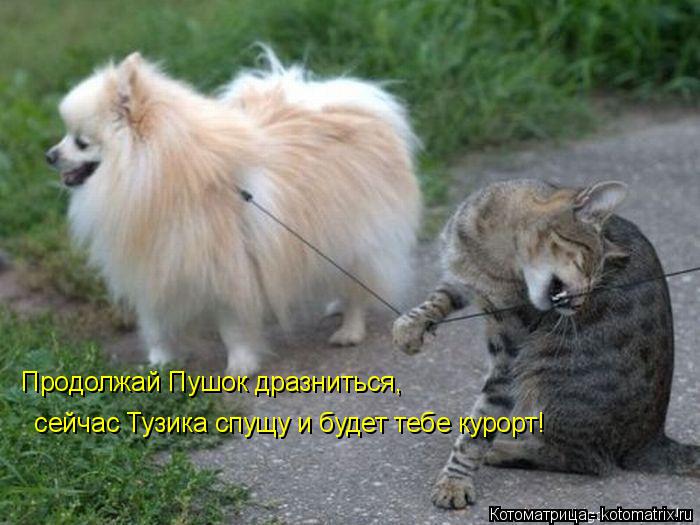 Продолжай Пушок дразниться, сейчас Тузика спущу и будет тебе курорт!... Котоматрица: Продолжай Пушок дразниться, сейчас Тузика спущу и будет тебе курорт!